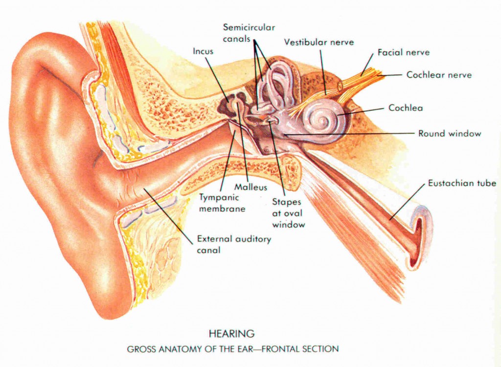 Anatomy of Ear